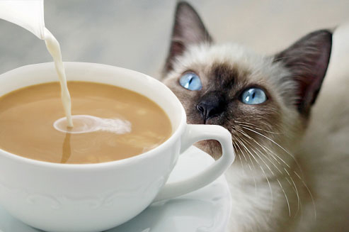  London  s First Cat  Cafe  Opens PetsPyjamas