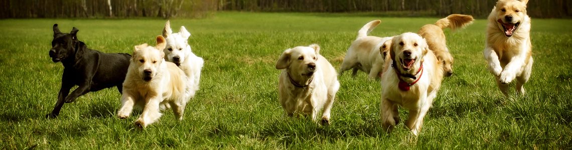 Bootcamp How To Transform Your Dog