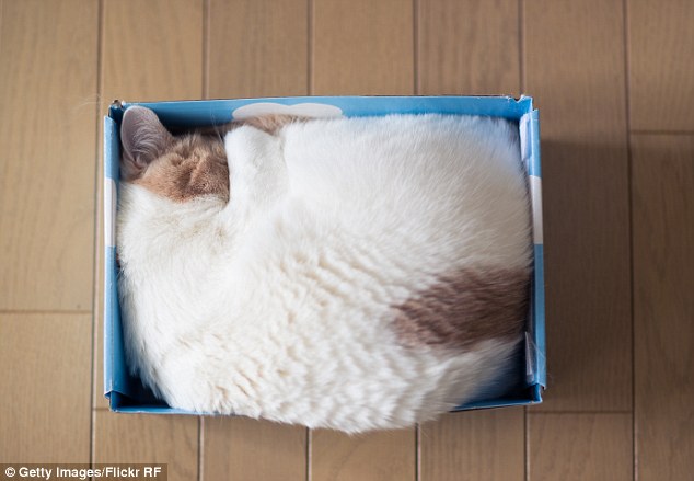 Scientists explain cats' love of cardboard boxes / PetsPyjamas