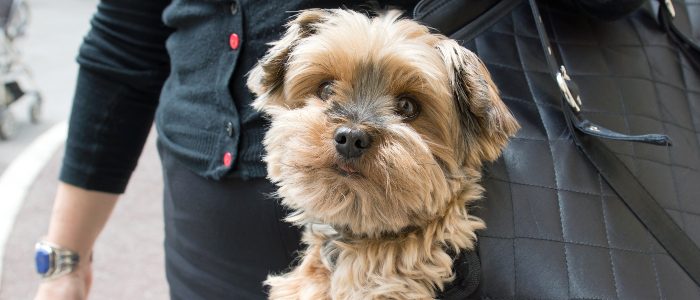 More 'handbag dogs' are abandoned than ever before