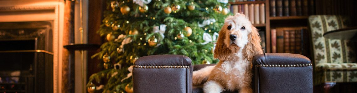 Last-minute Dog-friendly Christmas 