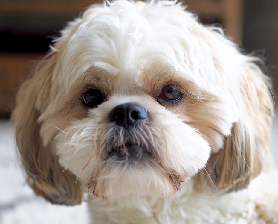 Shih Tzu - is this the right dog breed for me? / PetsPyjamas