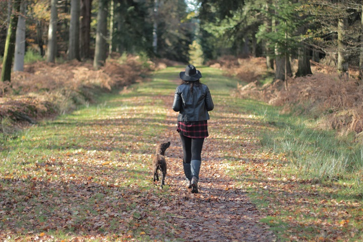 are cocker spaniels good hiking dogs