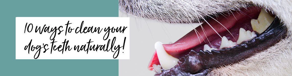 10 Ways to Clean your Dog's Teeth Naturally / PetsPyjamas