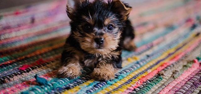 20 Tips for First Time Puppy Owners / PetsPyjamas